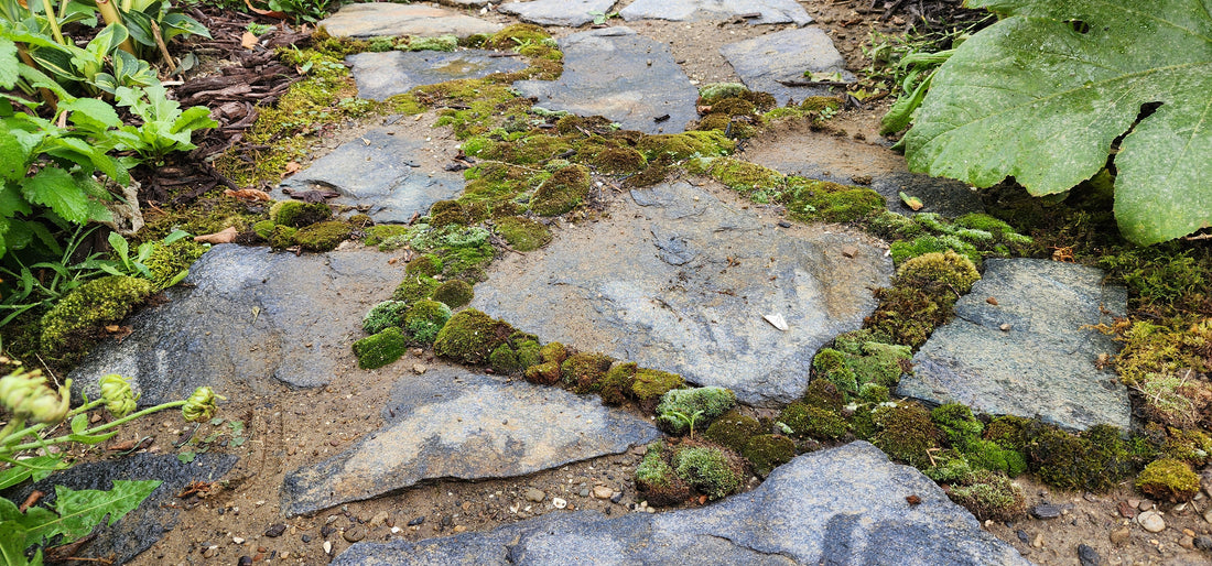 A stone pathway with moss