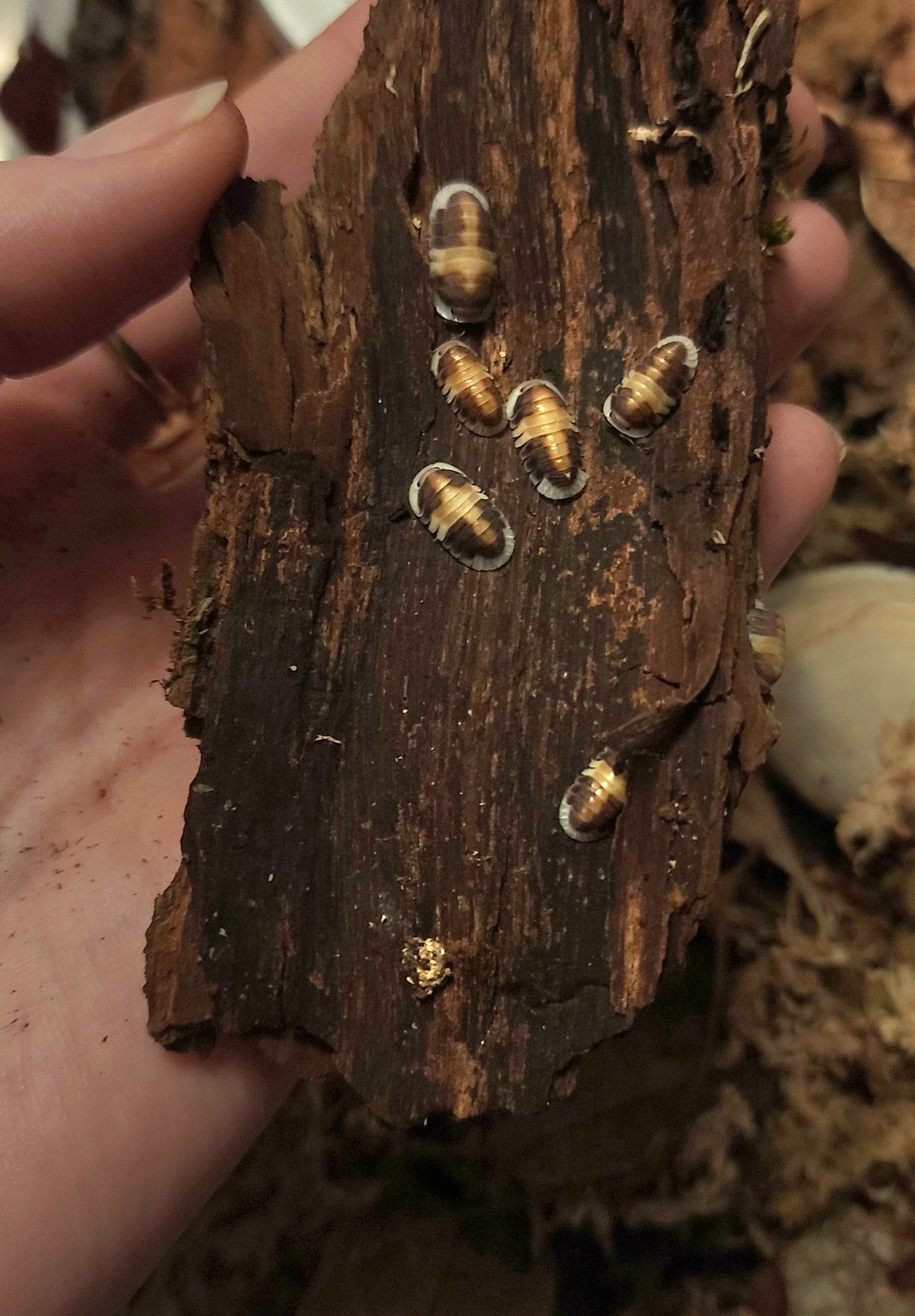 Isopod Set Up Kit