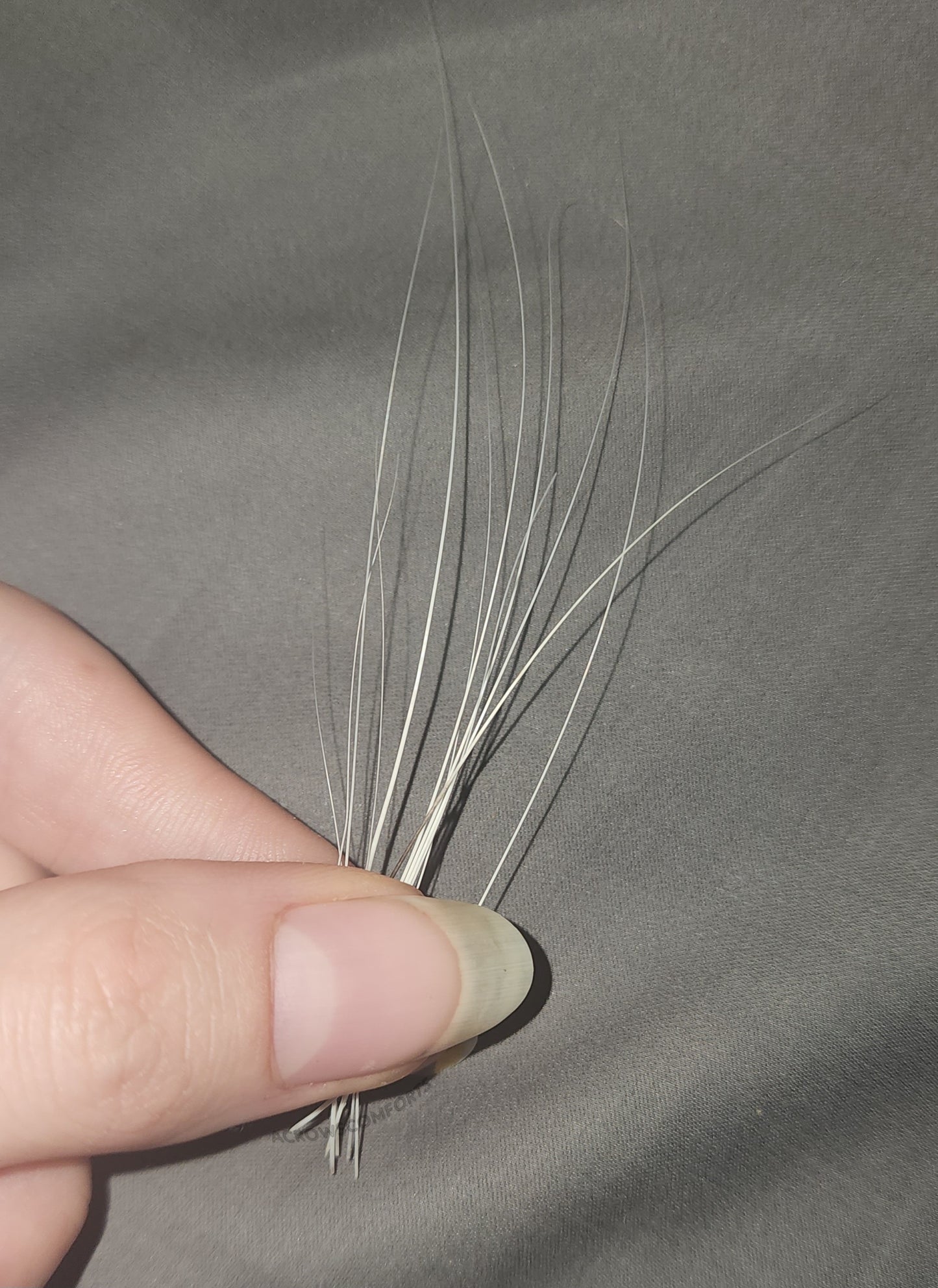 Cat Whiskers