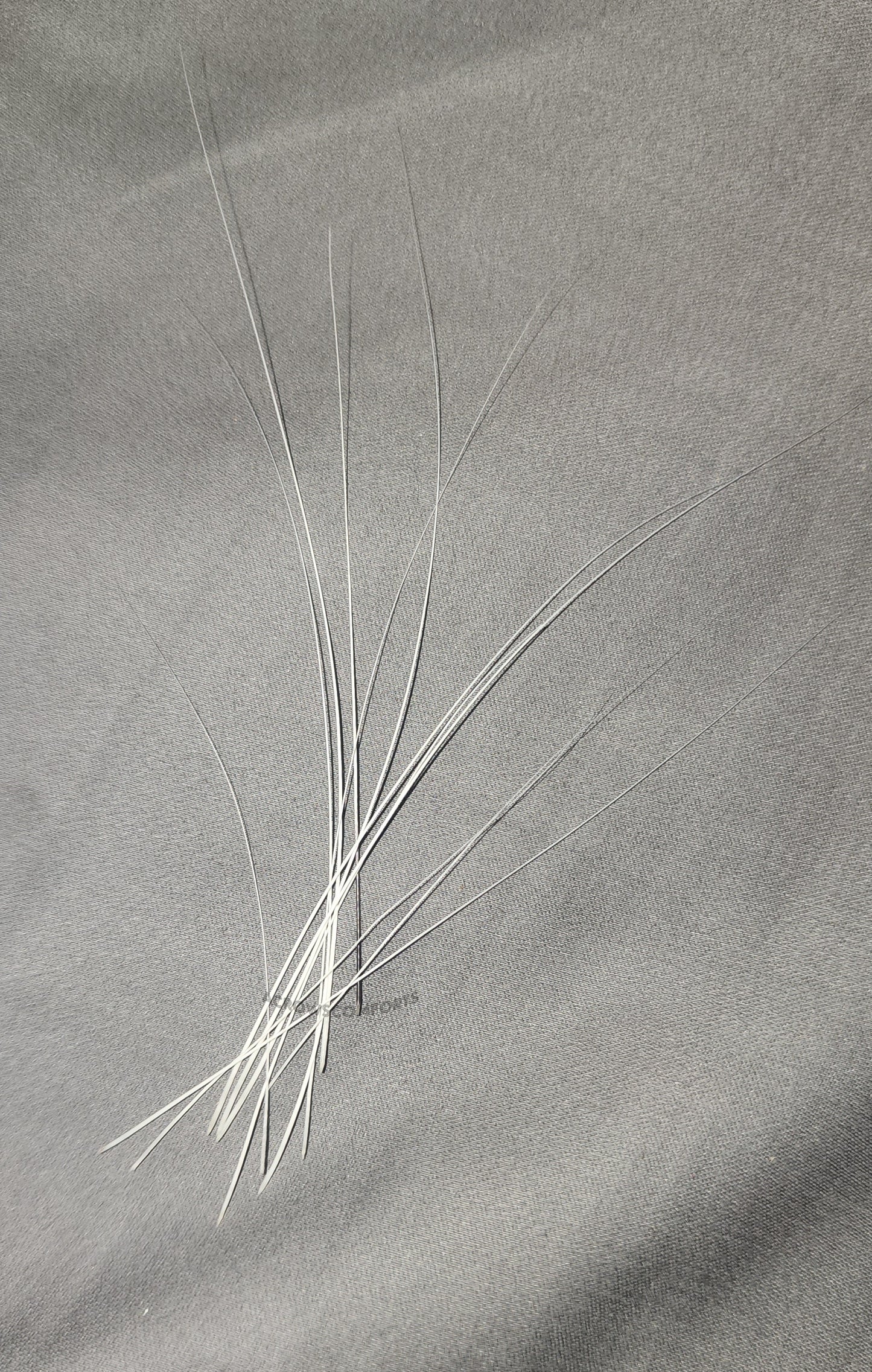 Cat Whiskers