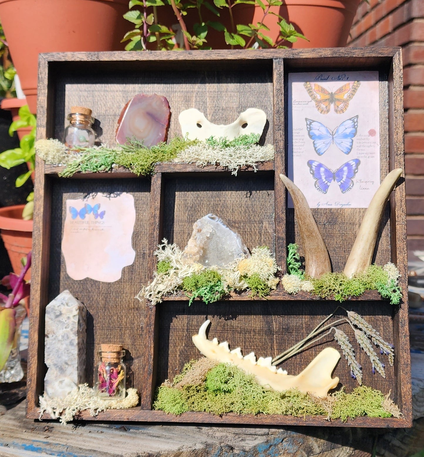 'A Crow's Collection' Oddity Display