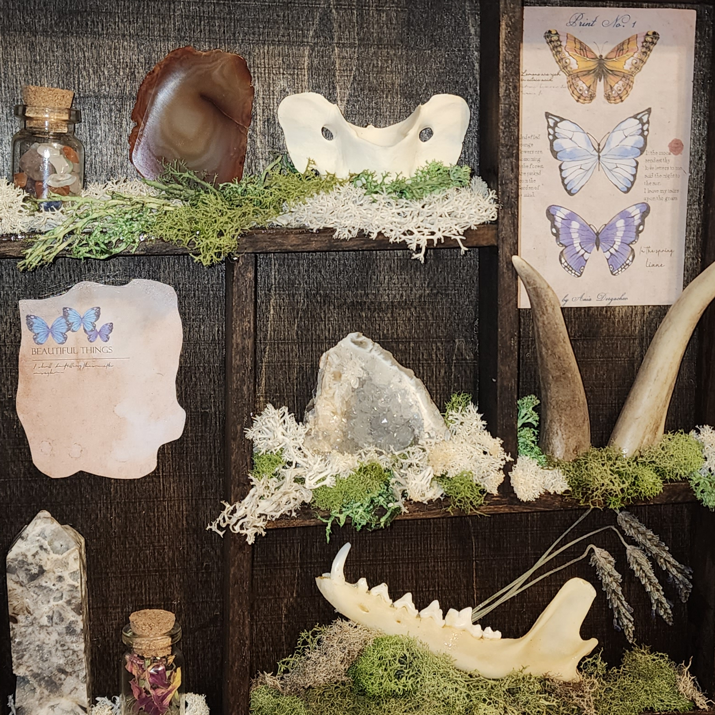 'A Crow's Collection' Oddity Display