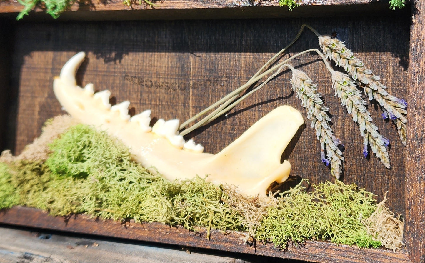 'A Crow's Collection' Oddity Display