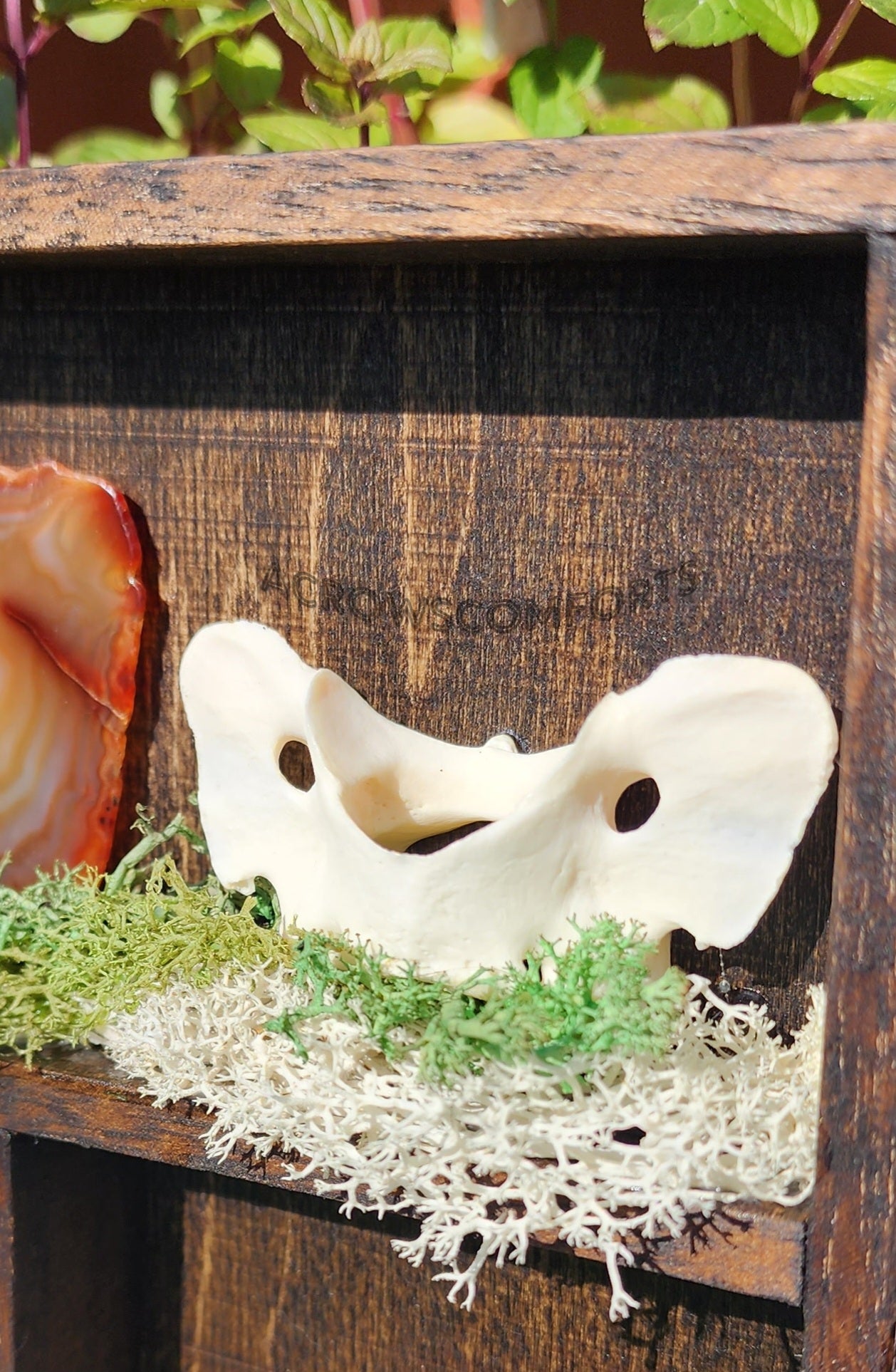 'A Crow's Collection' Oddity Display