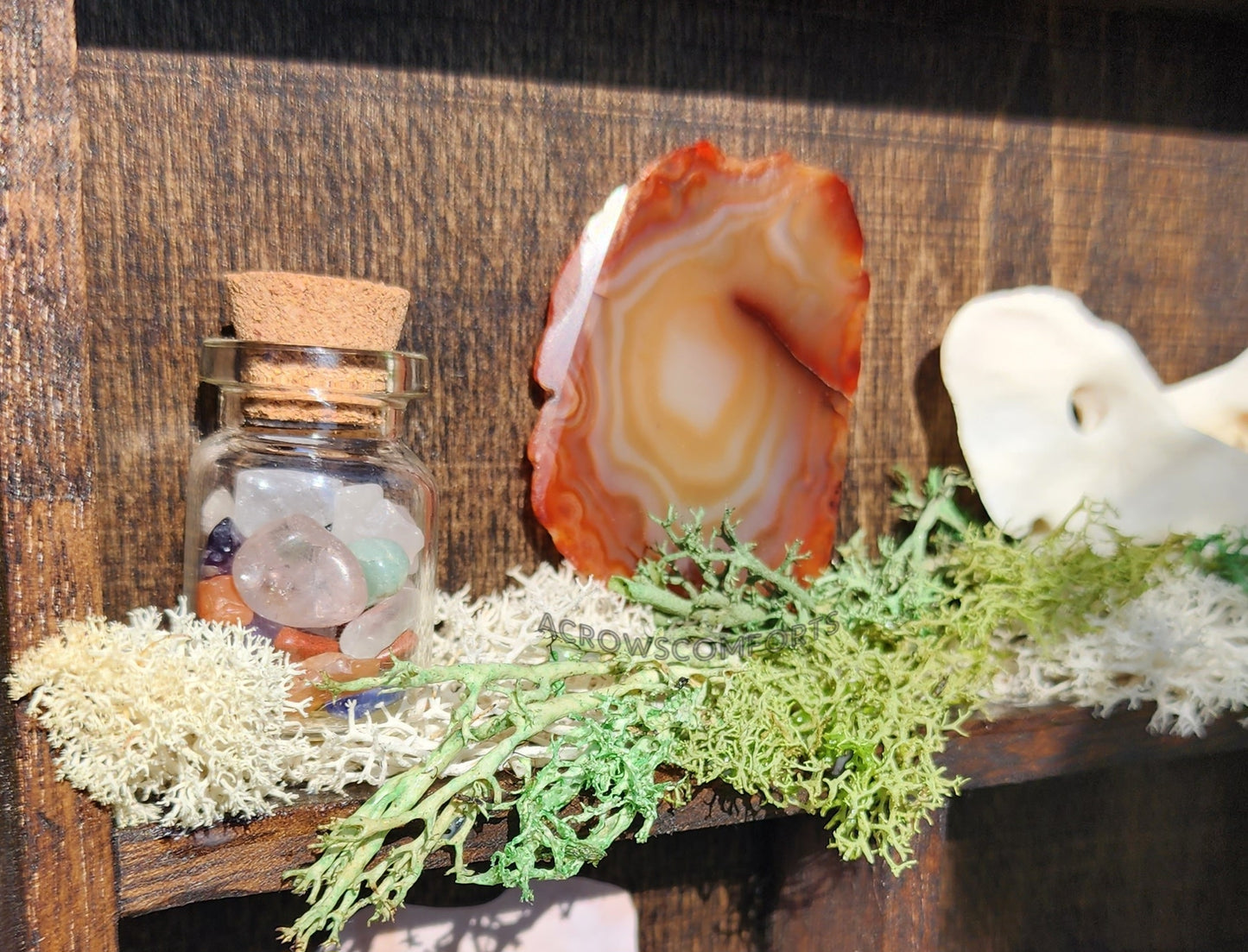'A Crow's Collection' Oddity Display