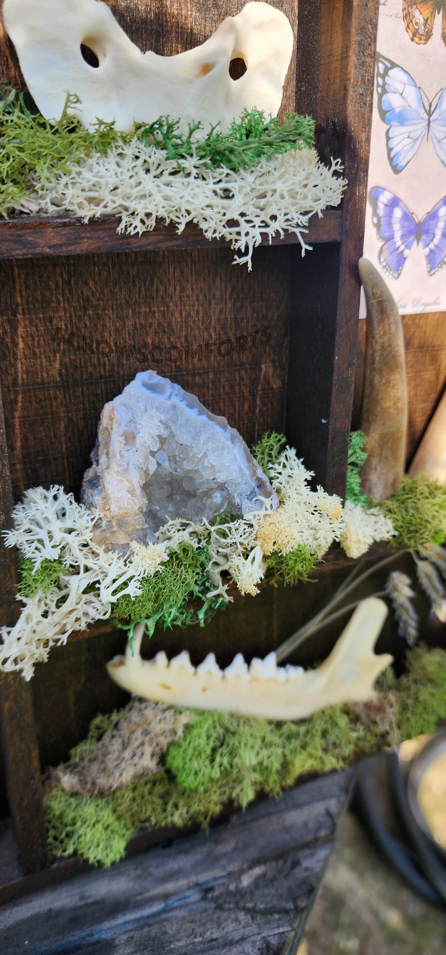 'A Crow's Collection' Oddity Display