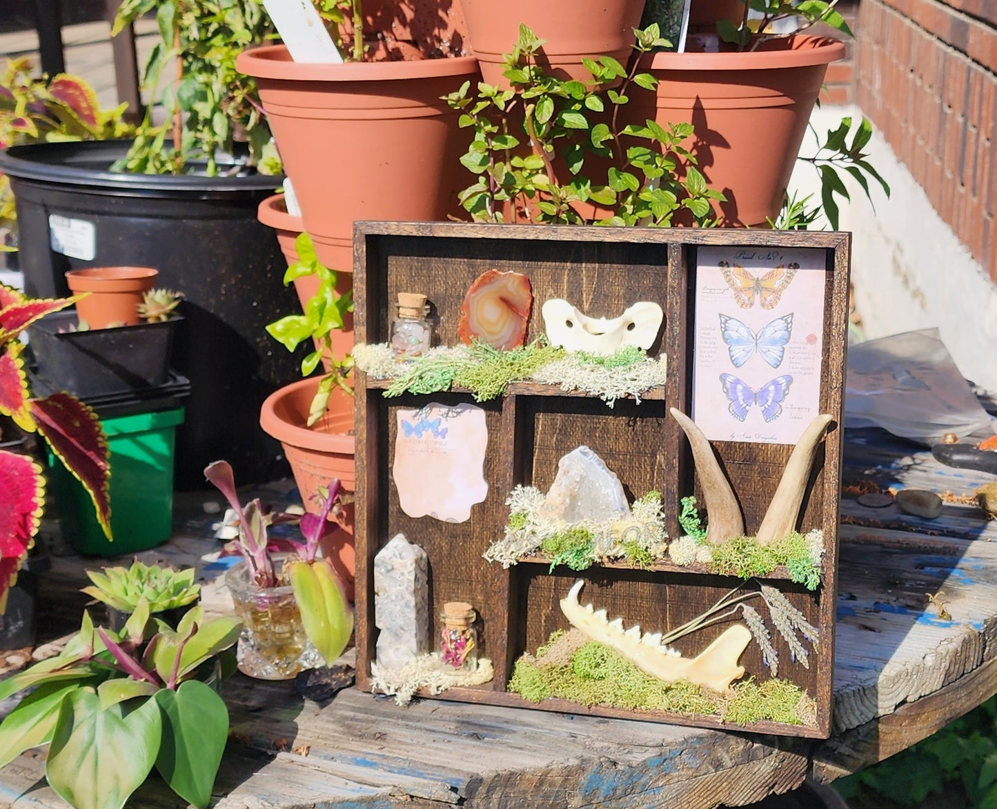 'A Crow's Collection' Oddity Display