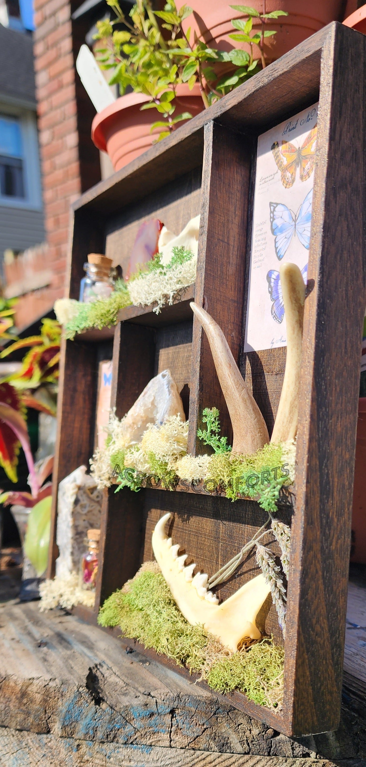 'A Crow's Collection' Oddity Display