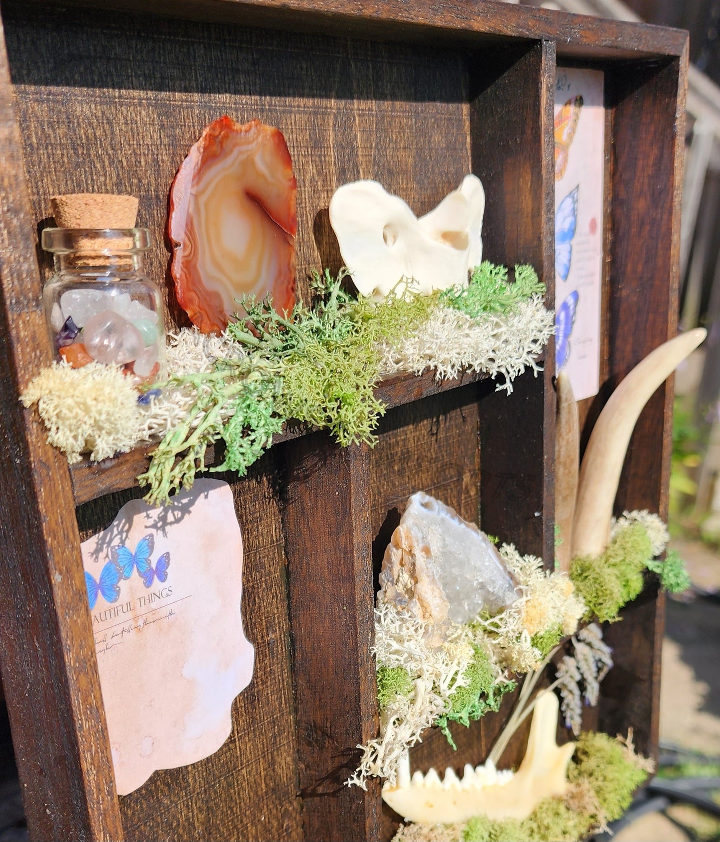 'A Crow's Collection' Oddity Display