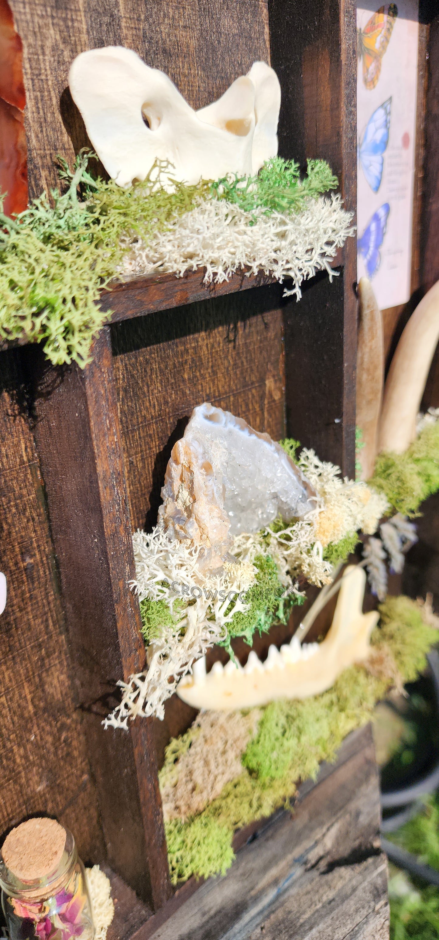 'A Crow's Collection' Oddity Display