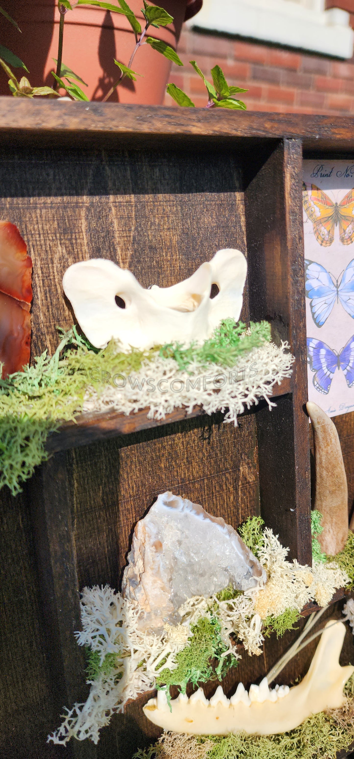 'A Crow's Collection' Oddity Display
