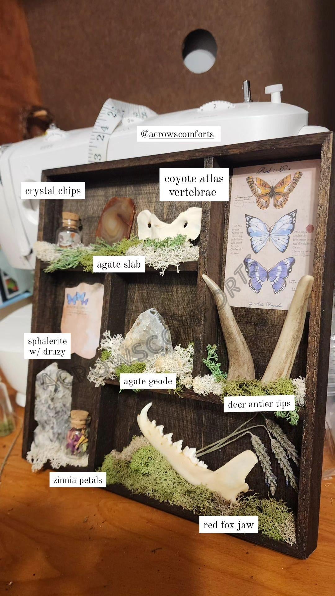 'A Crow's Collection' Oddity Display