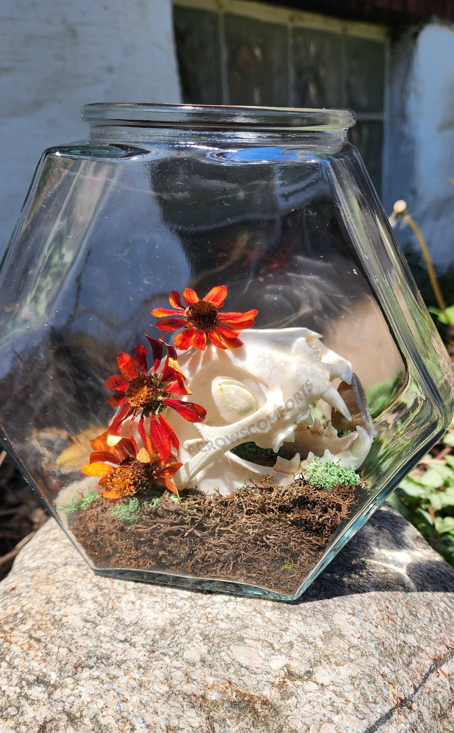 CLEARANCE "Queen of Pentacles" Bobcat Skull Oddity Jar - WAS $160
