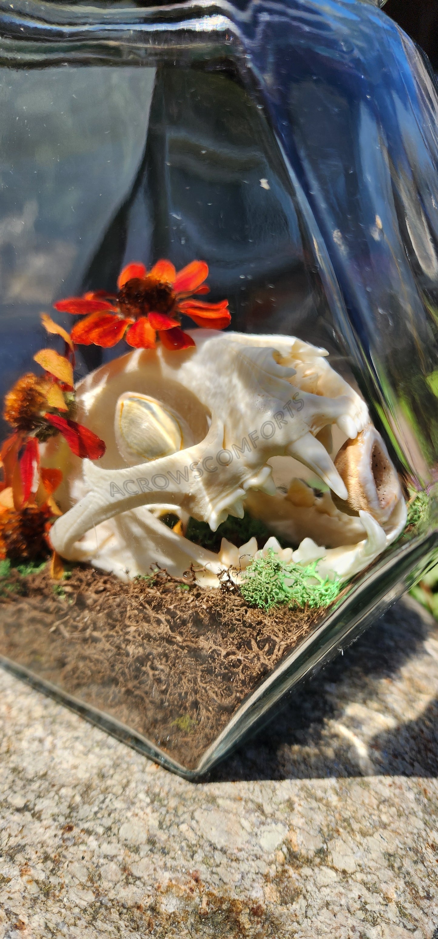 CLEARANCE "Queen of Pentacles" Bobcat Skull Oddity Jar - WAS $160
