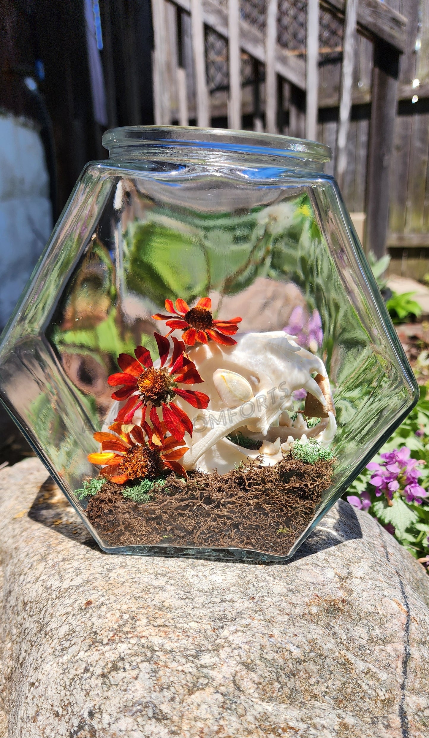CLEARANCE "Queen of Pentacles" Bobcat Skull Oddity Jar - WAS $160