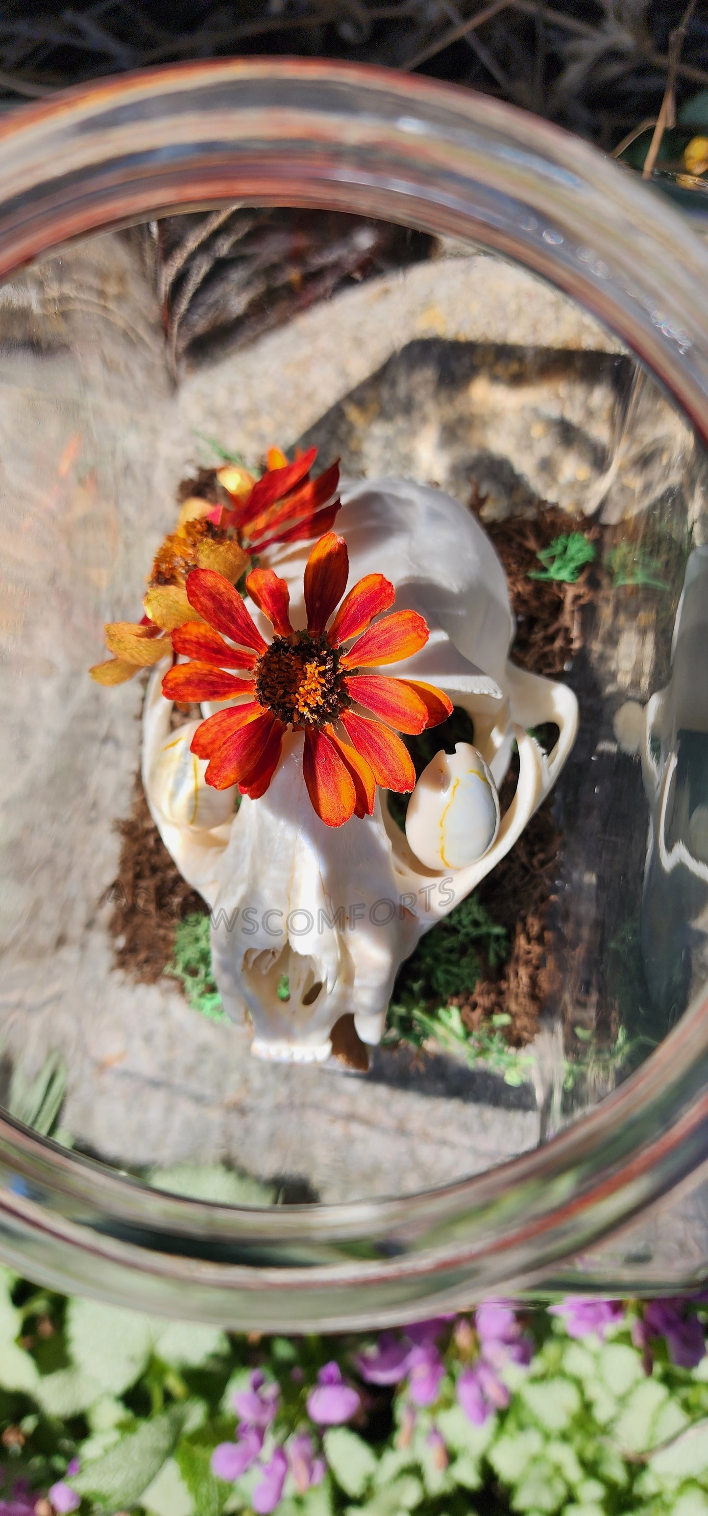 CLEARANCE "Queen of Pentacles" Bobcat Skull Oddity Jar - WAS $160