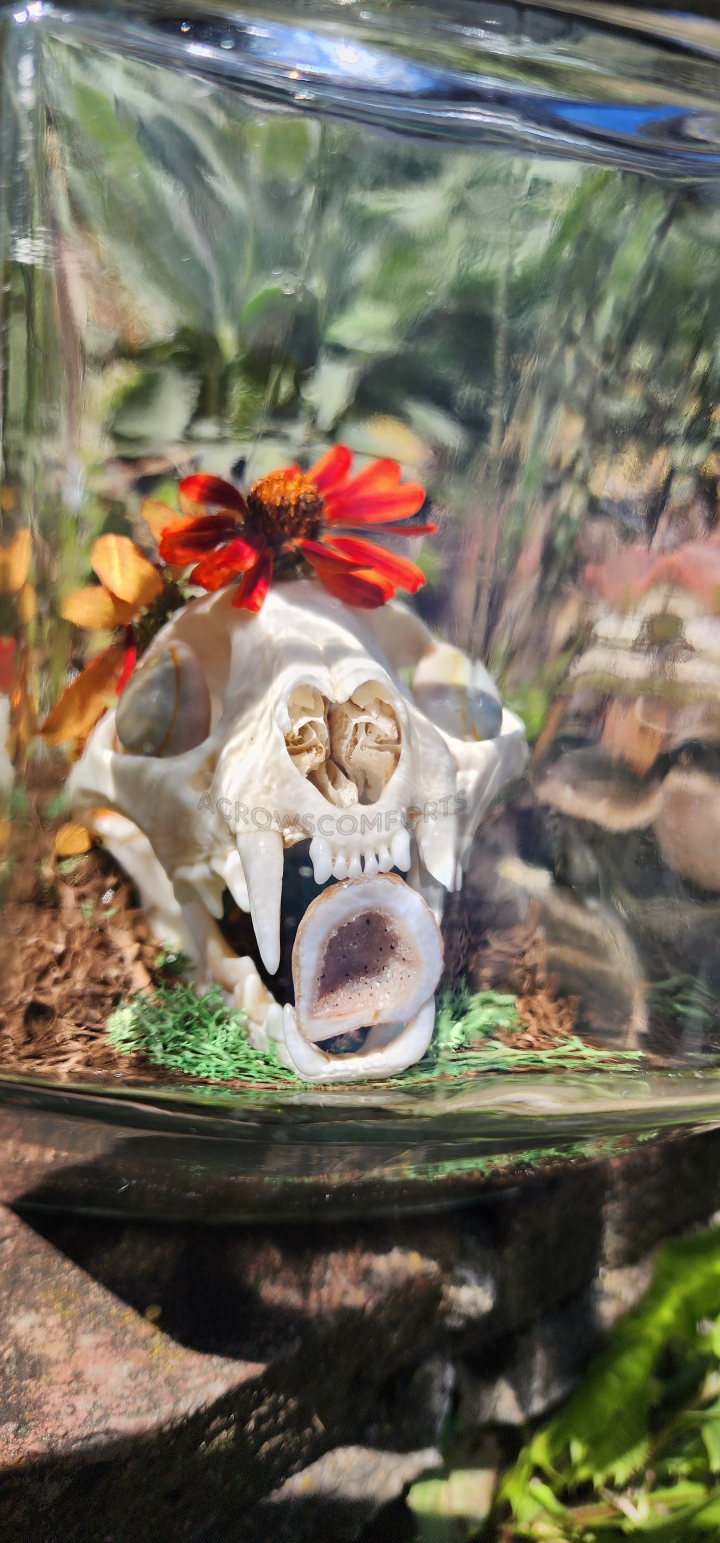 CLEARANCE "Queen of Pentacles" Bobcat Skull Oddity Jar - WAS $160