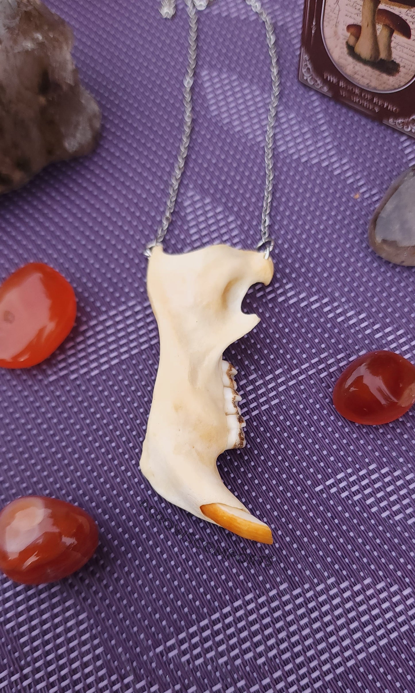 Porcupine Jaw Necklace