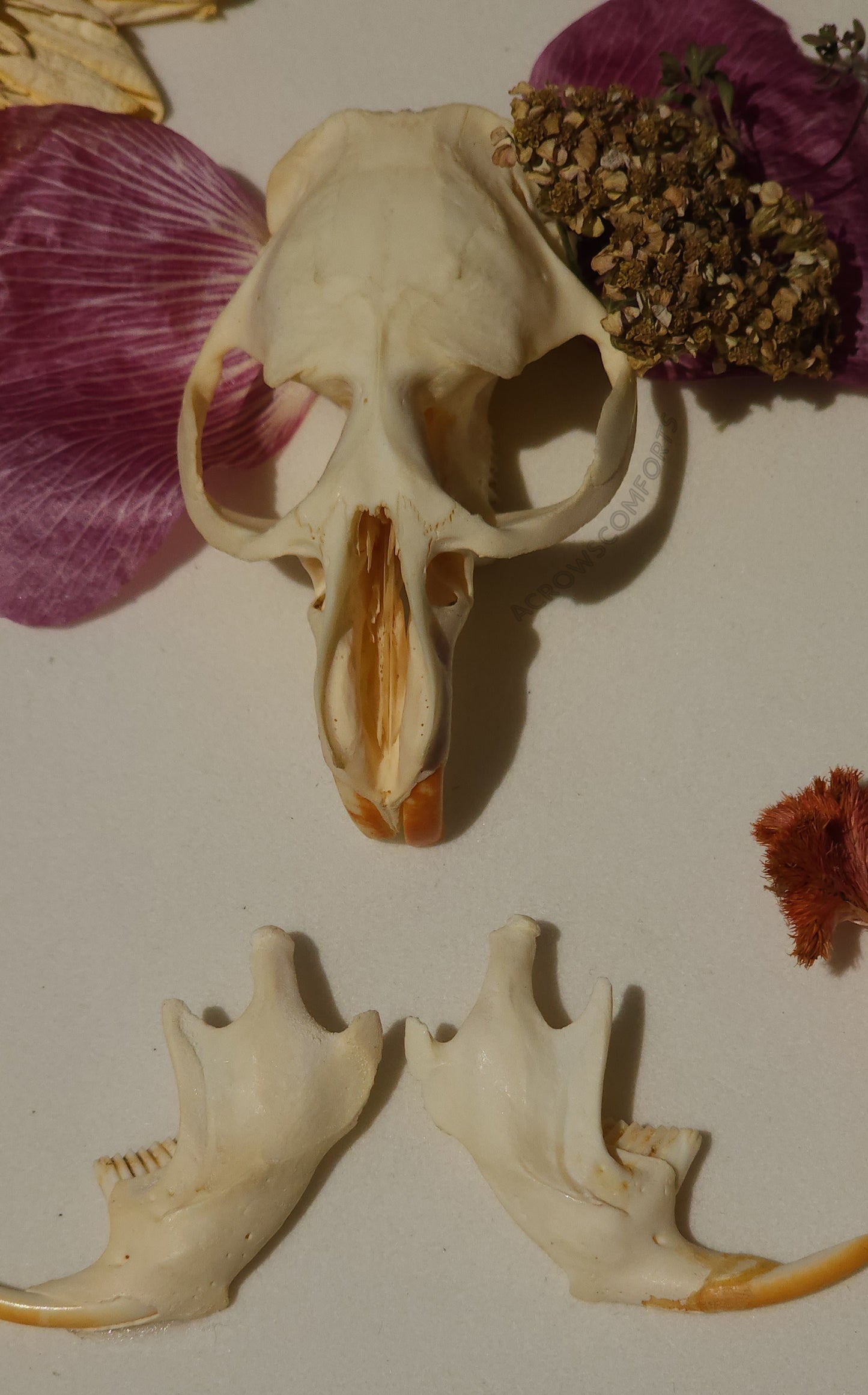 Muskrat Skull Shadow Box