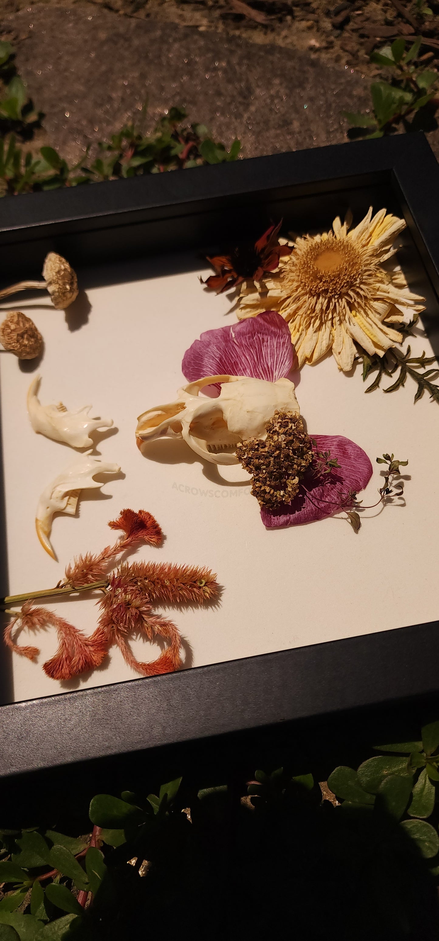 Muskrat Skull Shadow Box