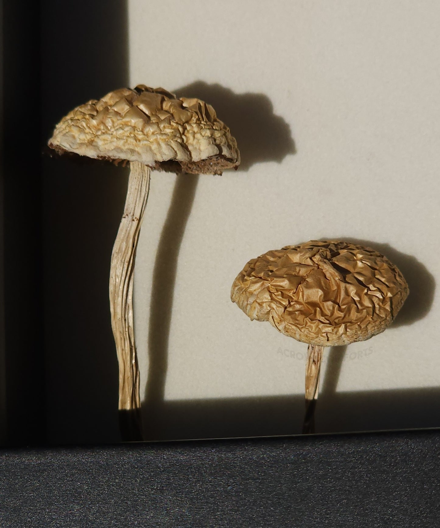 Muskrat Skull Shadow Box