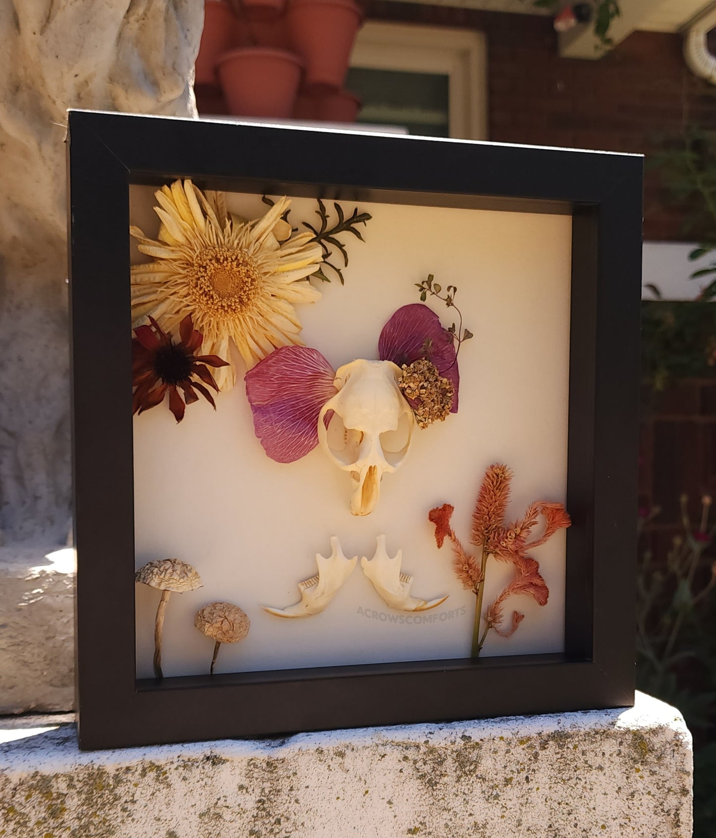 Muskrat Skull Shadow Box