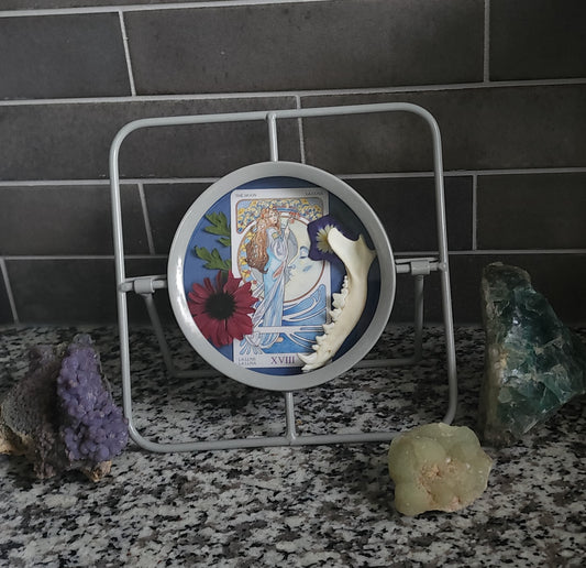 "The Moon" Dog Jaw Oddity Decor