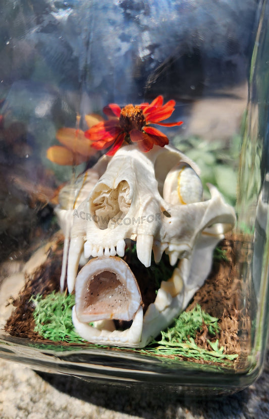 CLEARANCE "Queen of Pentacles" Bobcat Skull Oddity Jar - WAS $160