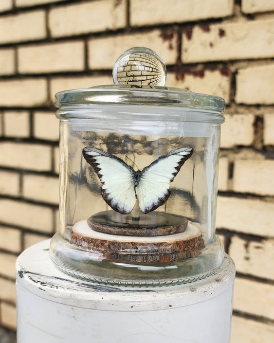"Patterns" Butterfly Jar