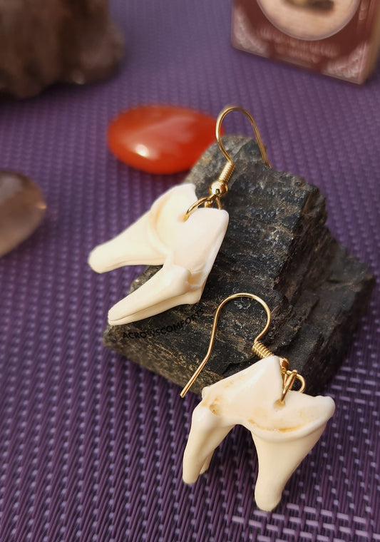 Coyote Molar Earrings