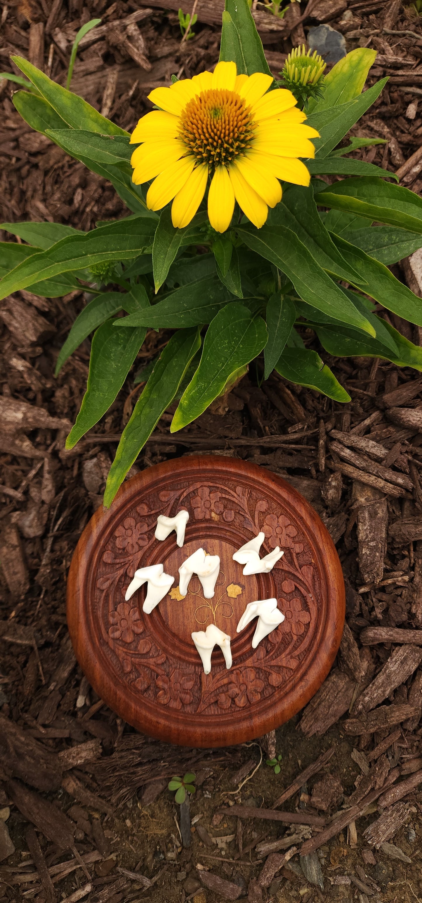 Coyote Molars