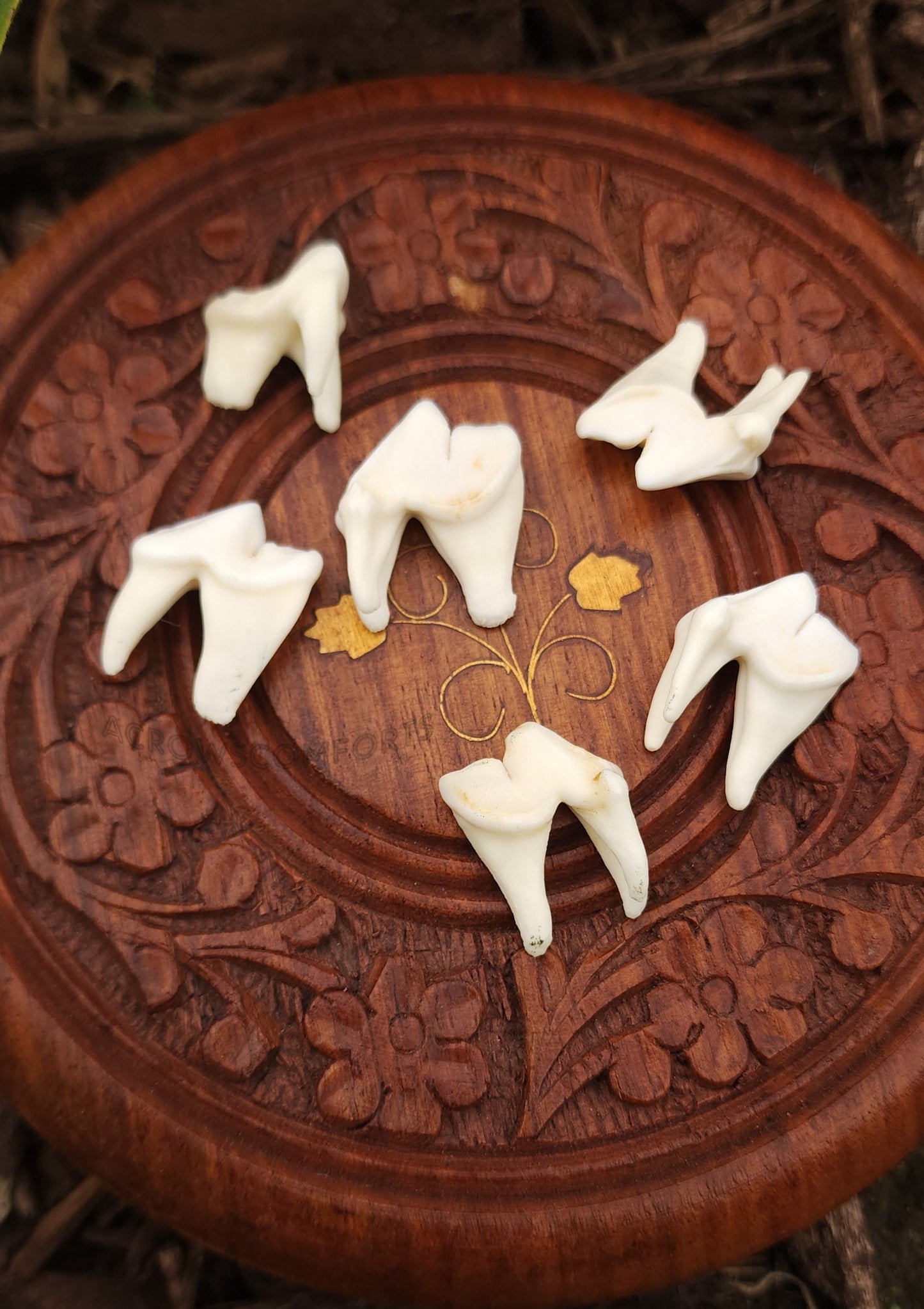 Coyote Molars