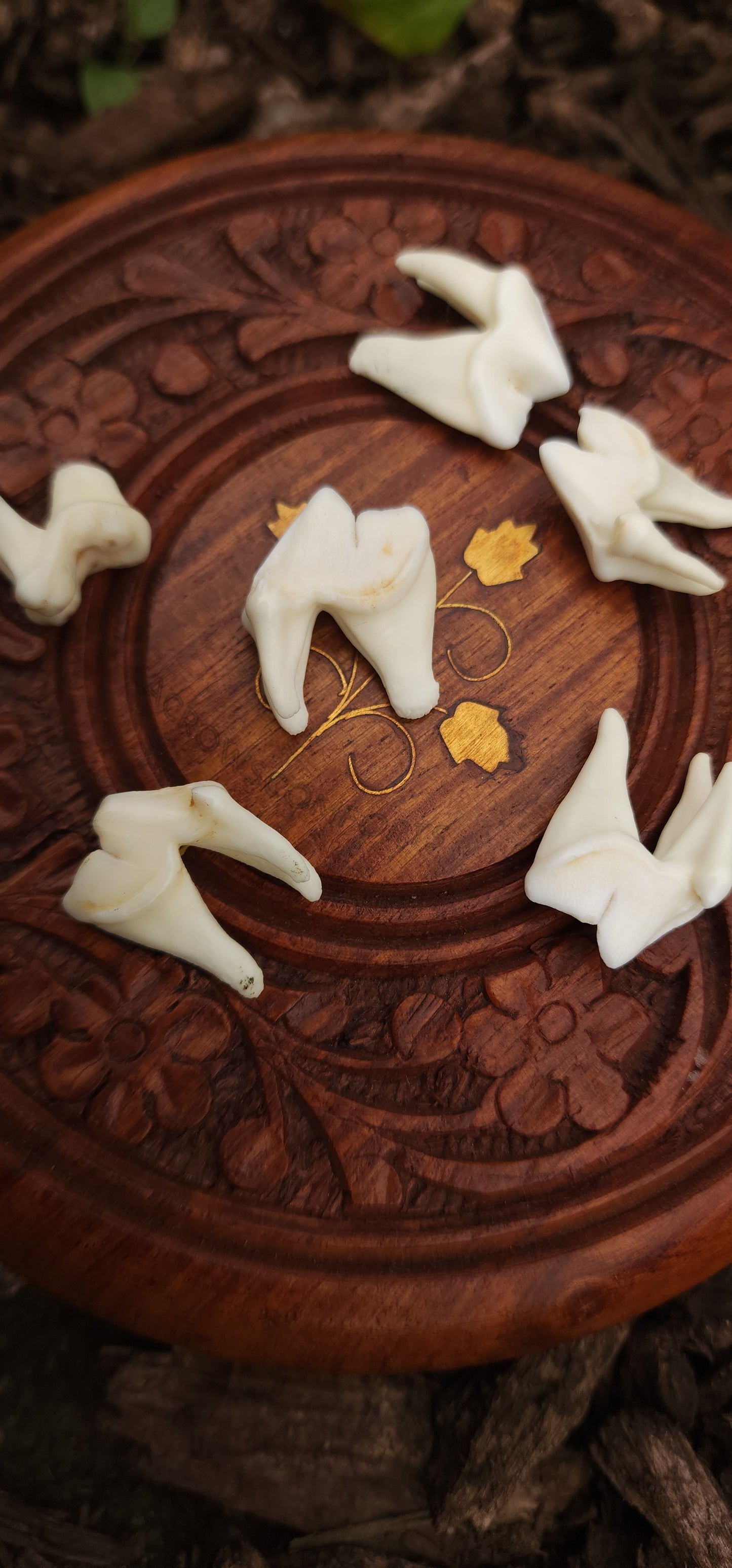 Coyote Molars