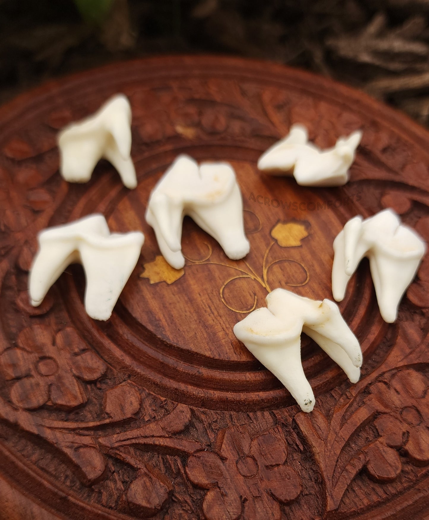 Coyote Molars